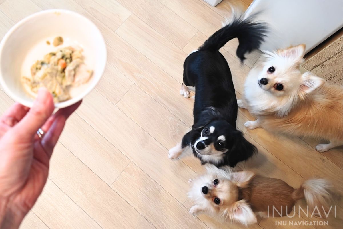 タミーレシピ　鶏わんこそばと愛犬たち